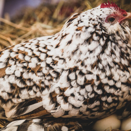 Bantams lay eggs that tend to have a larger proportion of yolk to white.